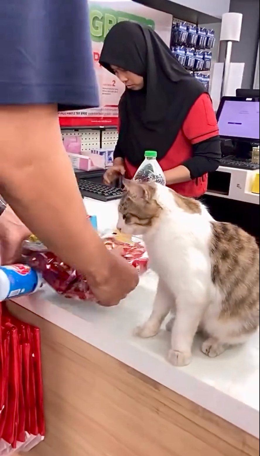 貓咪：怎麼買這麼少？朕這個月的業績怎麼辦！