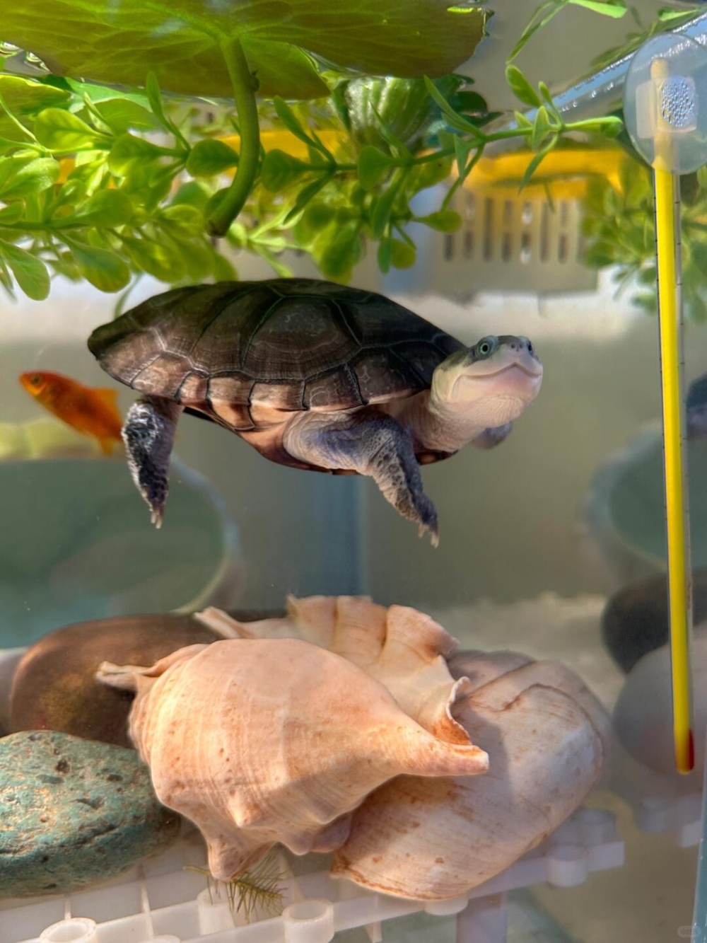 環境和水質也會影響烏龜健康和情緒！