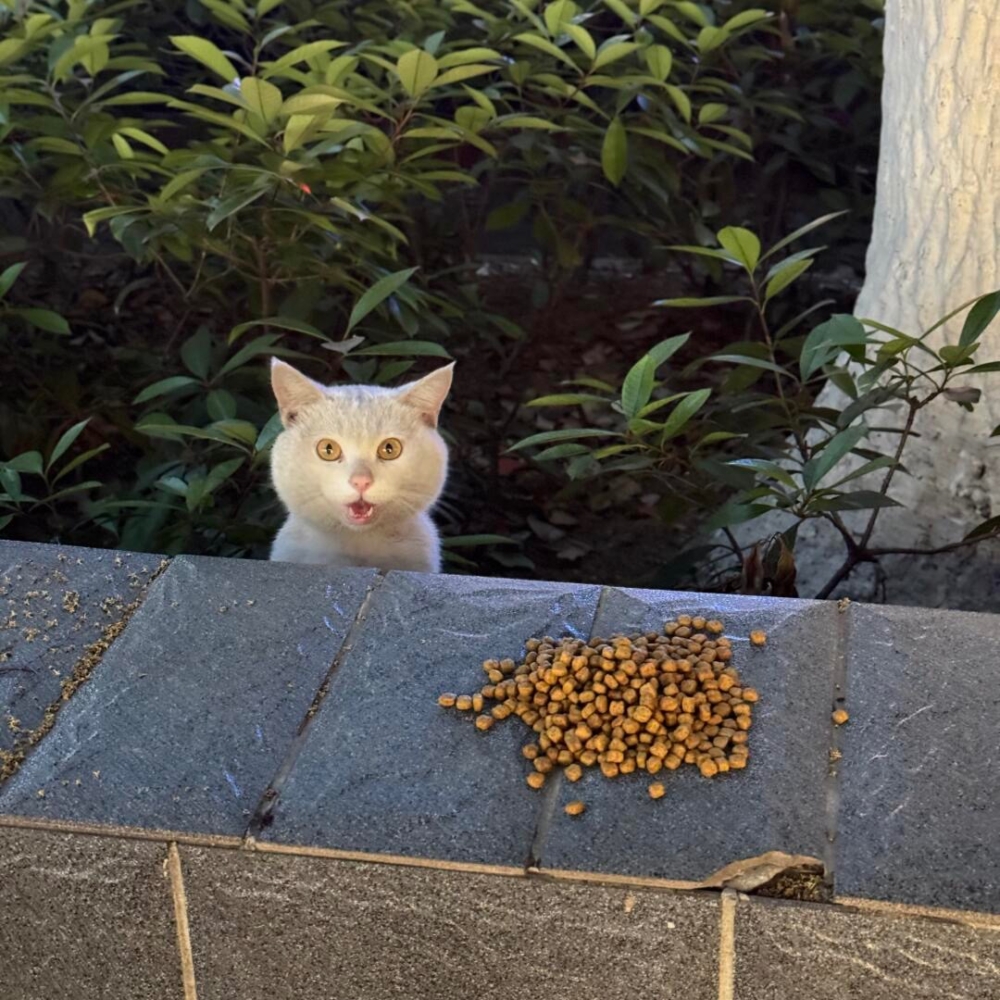 貓咪：哇～你又來啦～（開心）