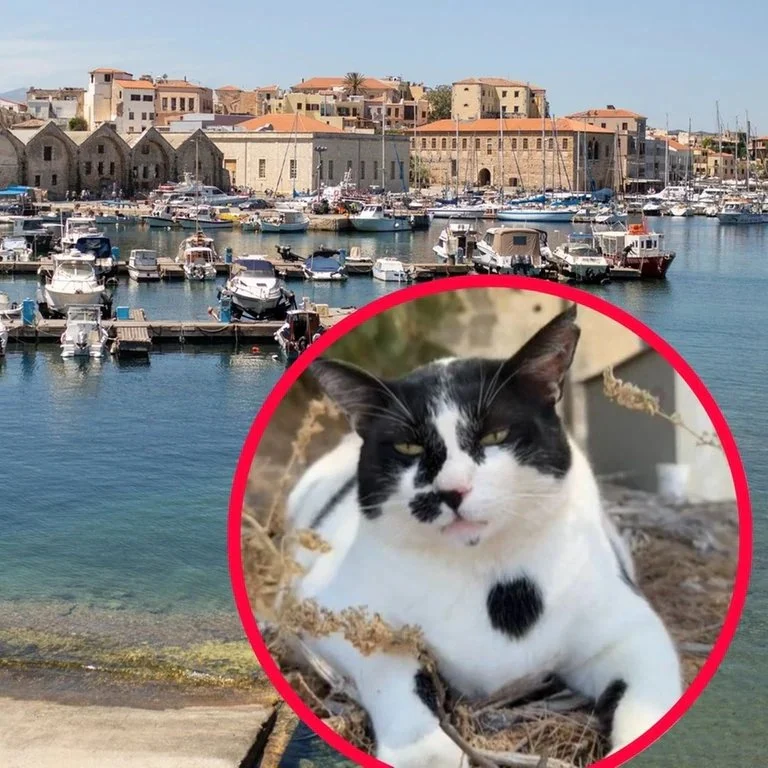 在希臘克里特島的干尼亞老城區，一隻名為「胖大將軍」（Chonkus Maximus）的黑白乳牛貓，近日成為網路與實體世界的雙重焦點。牠不僅懶洋洋地躺在街頭貨車下乘涼，更在Google地圖上擁有專屬地標，吸引大批遊客慕名前來「朝聖」。