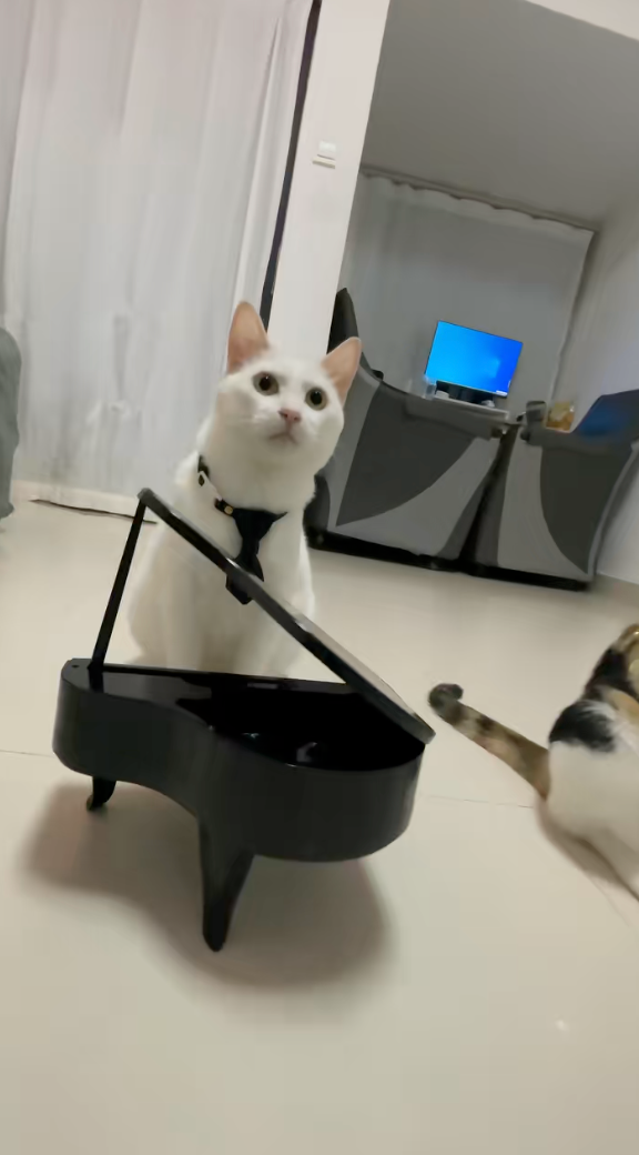 這位一看就是負責彈鋼琴的～