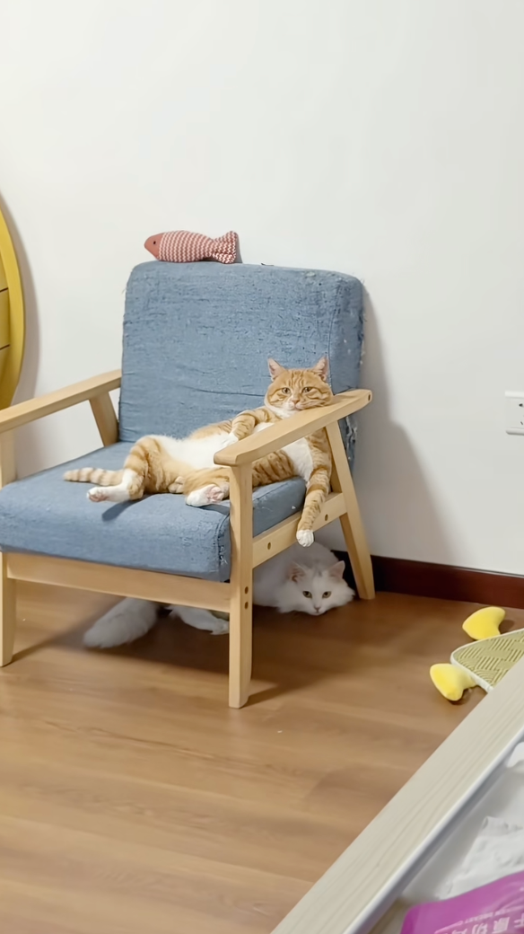 喵：牛馬？你回來啦？