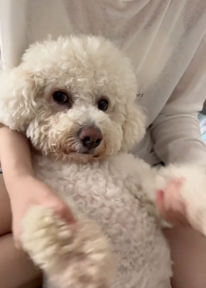 汪：大家，能看出我是強迫的嗎？小紅書/@多&吉監護人