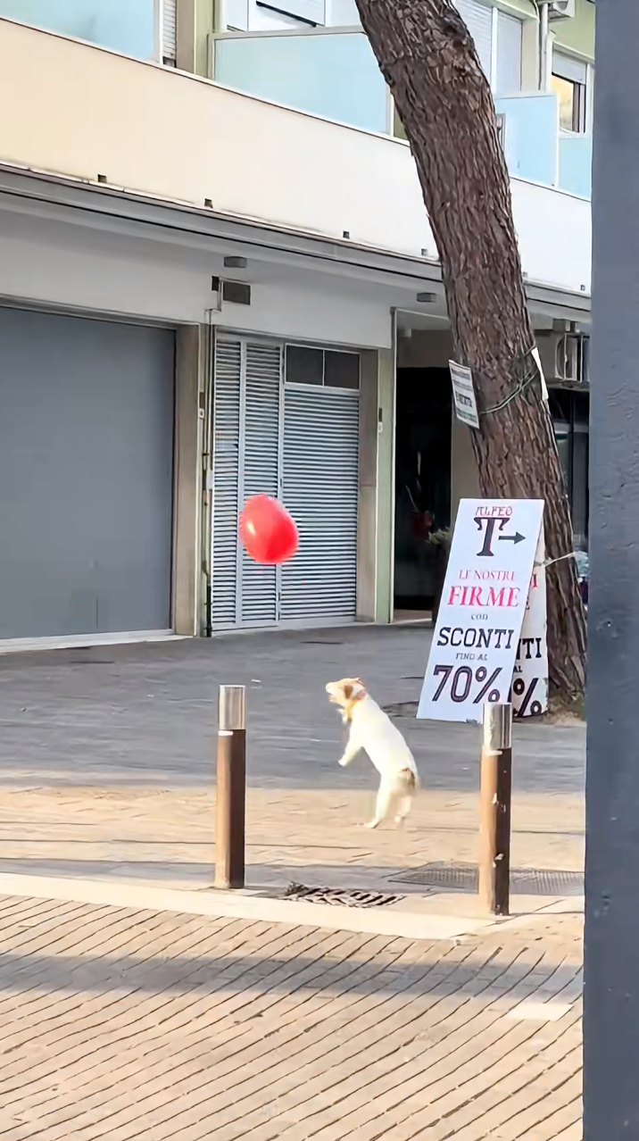 狗狗跳起來用鼻尖接球太可愛啦～
