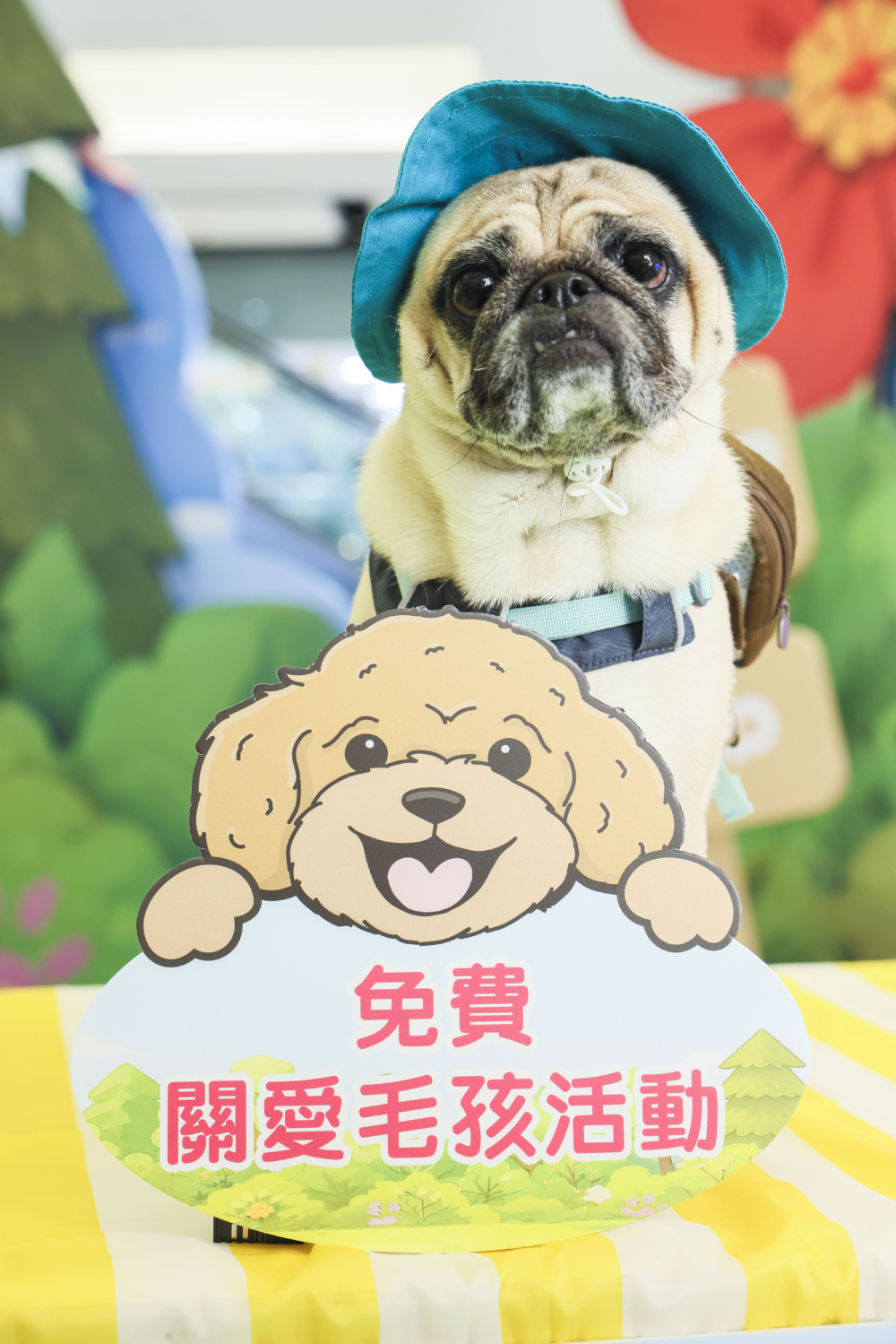 Pawsome Island的八哥Mike!