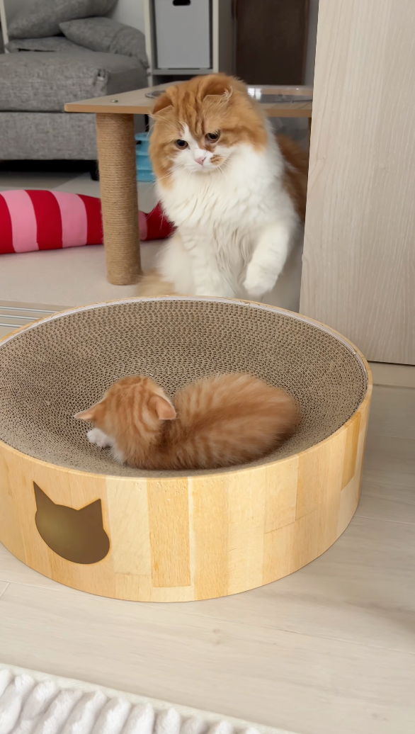 小貓：你想怎樣啊到底！