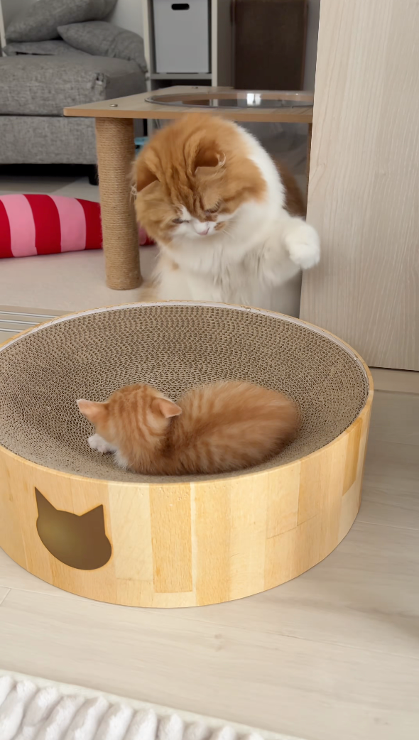 兩隻貓對視中～