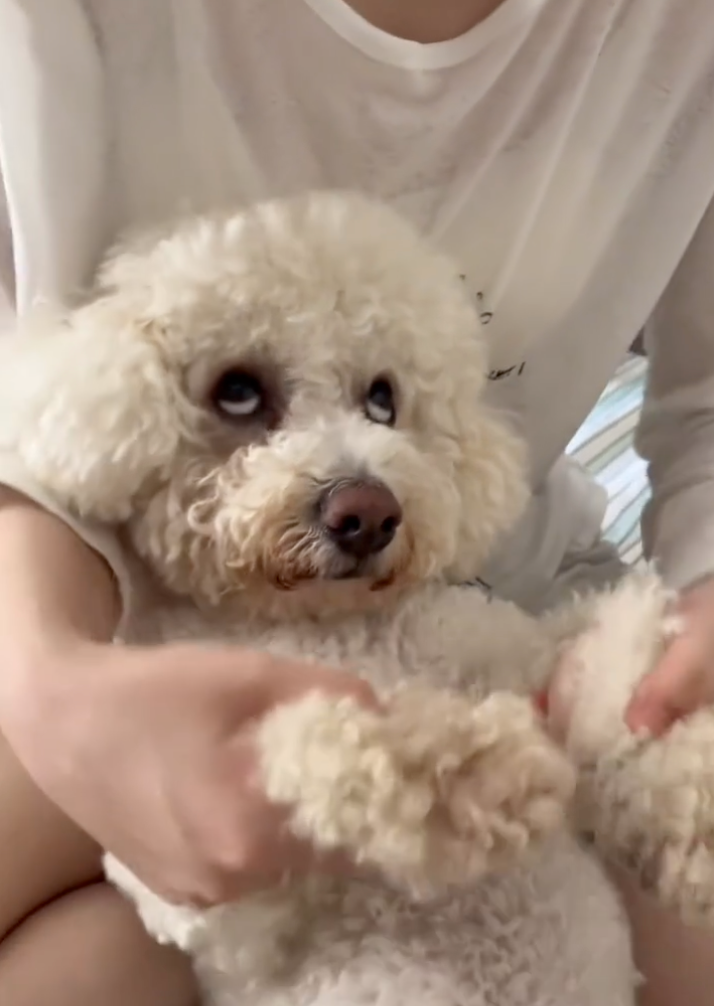 汪：這個人類到底要幹嘛啦～