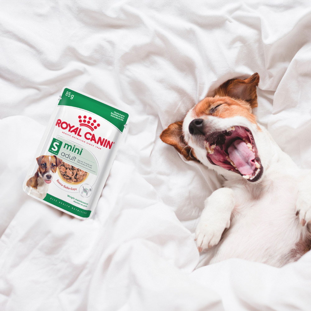 小型成犬主食濕糧搶先體驗　不僅營養、補水又好吃。