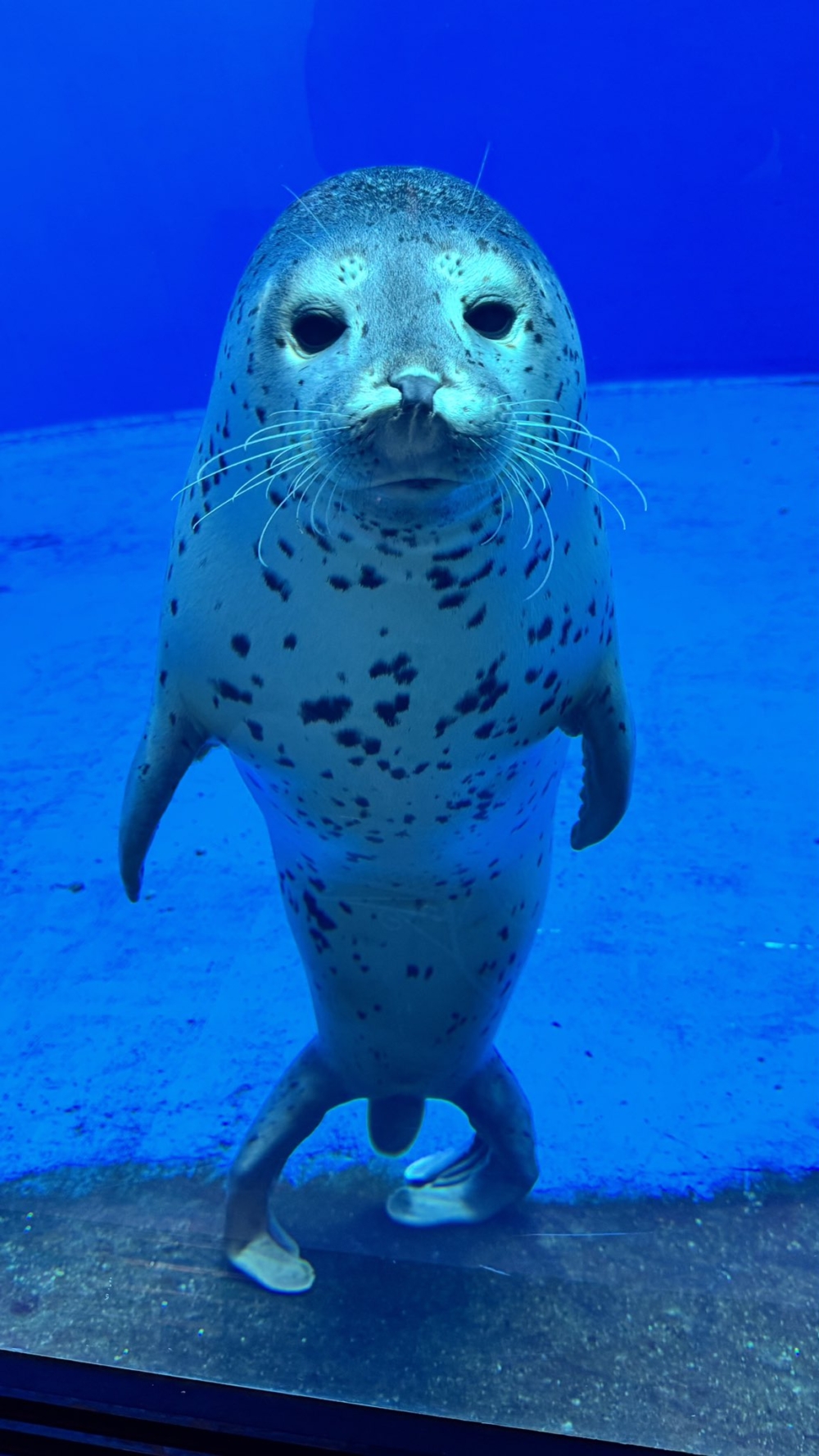 小海豹「雙葉」(フタバ)正直立站著,彷彿在端正站位的姿勢,十分討喜。