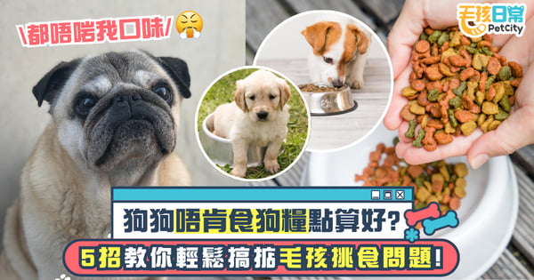 狗狗不吃狗糧怎麼辦?5個有效方法幫助改善愛犬飲食習慣 讓牠重新愛上吃飯!