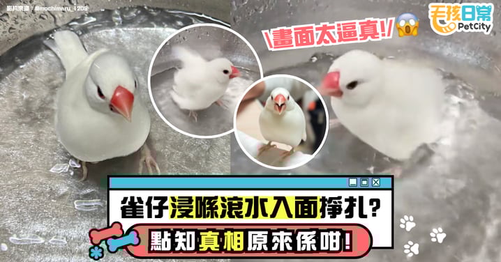 畫面太逼真!白文鳥竟泡在「沸水」中掙扎?真相曝光讓網友全笑瘋!
