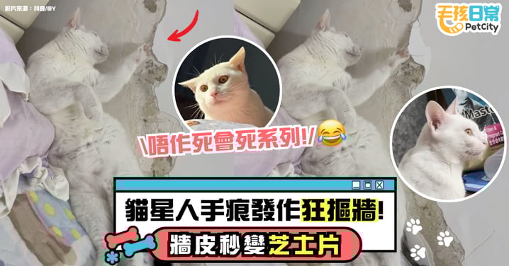 貓星人手癢拆牆! 牆皮慘變「起司片」飼主崩潰:雪上加霜!【有片】