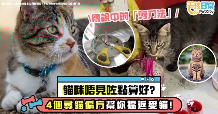 貓咪不見了怎麼辦？4個尋貓偏方找回愛貓 擺陣、請浪浪幫手 成功讓貓咪快速回家！
