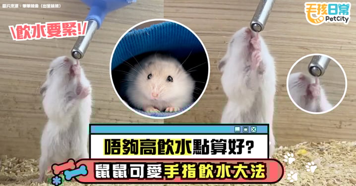 身高不夠手指來湊！鼠鼠的手指喝水法太妙了～看來是從經驗中得出的好辦法啊