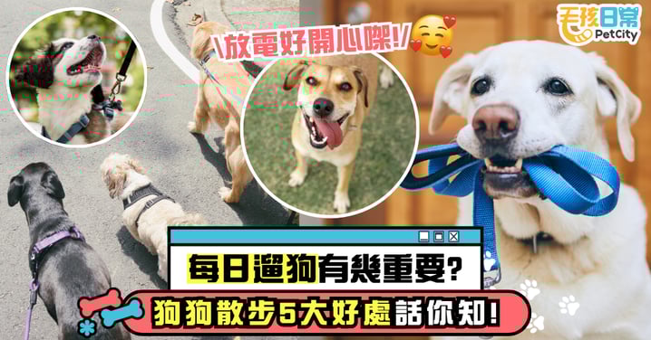 遛狗有多重要?解析狗狗散步的5大健康好處|放狗是每日應履行的飼主責任