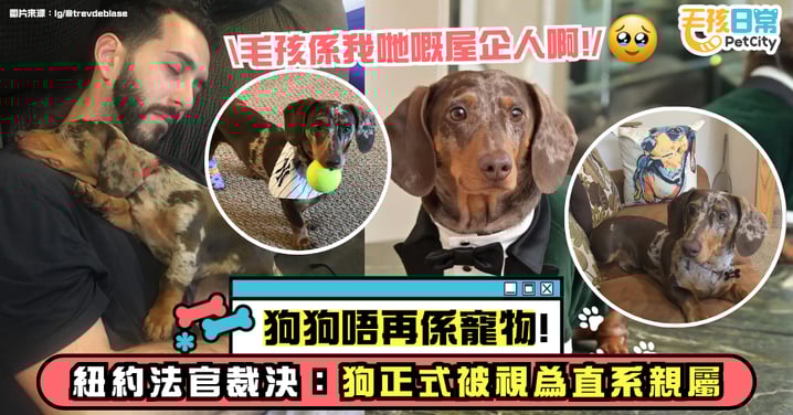 狗狗不再是寵物!紐約法官裁定狗為直系親屬 動保團體讚歷史性突破