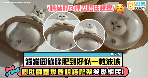 抬頭驚見一顆胖球黏牆上!肥貓塞爆透明貓爬架 網笑翻:滿滿一兜貓壓頂啦!