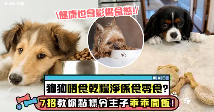 狗狗只吃零食不吃飼料怎麼辦?搞懂挑食原因、健康影響、解決方法 7招讓牠乖乖吃飯!