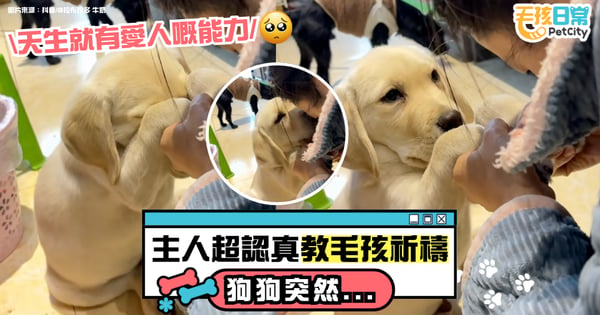 主人帶狗狗祈禱 小狗偷偷抬頭親她一口 畫面曝光惹哭網民【有片】