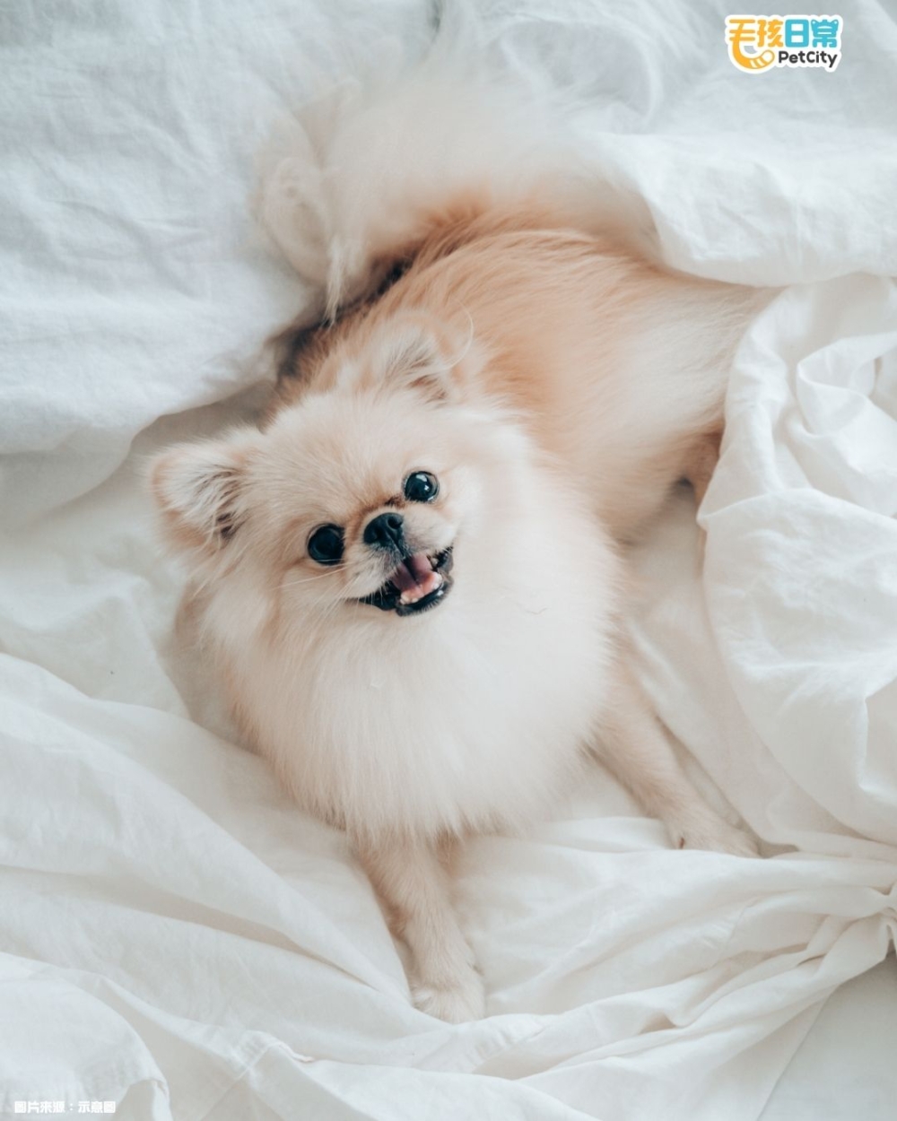 「屁味最臭」的冠軍竟然是看起來香香軟軟的博美！