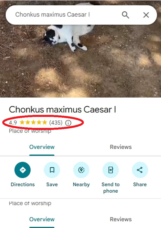 Google地圖上的五星級貓咪。