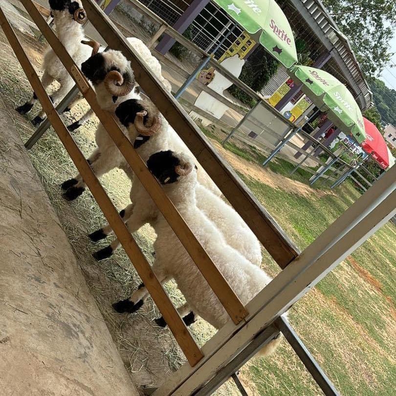 建議於週末或公眾假期提前預約門票，避免現場候補。