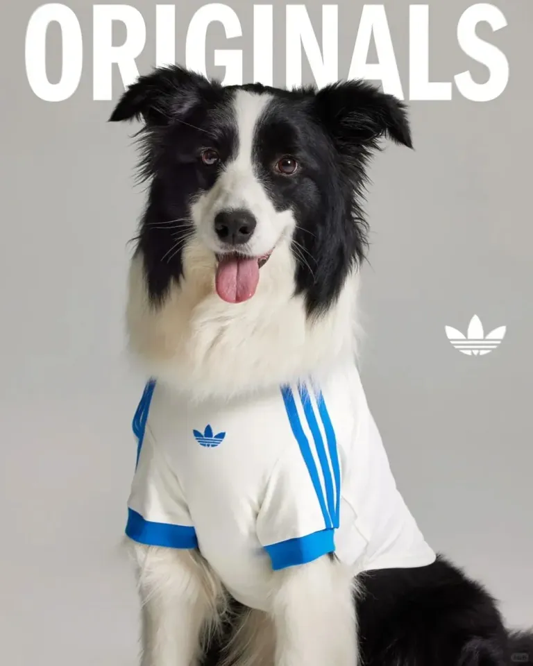 Adidas 寵物潮流系列。
