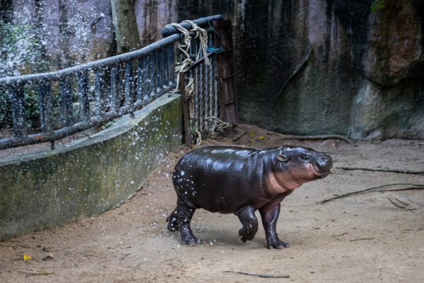 越來越胖也超可愛！