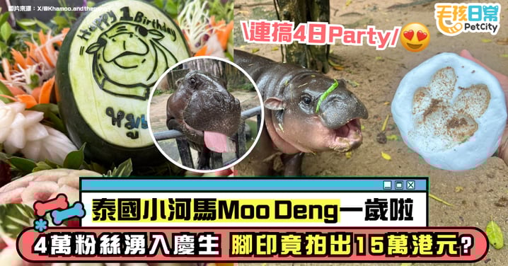泰國爆紅小河馬Moo Deng週歲生日派對!4天活動湧入破萬人潮 還有粉絲飛21小時朝聖?