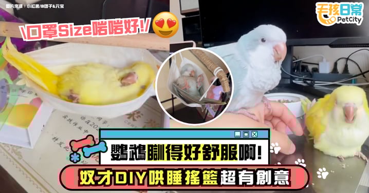 鸚鵡主子躺平入睡!奴才用「口罩搖籃」成功催眠兩隻鳥寶!