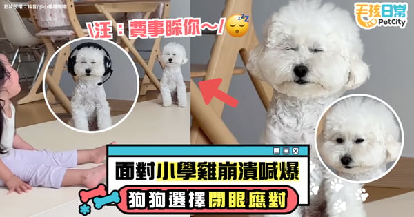 面對孩童崩潰大哭 狗狗選擇「閉眼不語」應對 網笑翻:眼不見為淨!【有片】