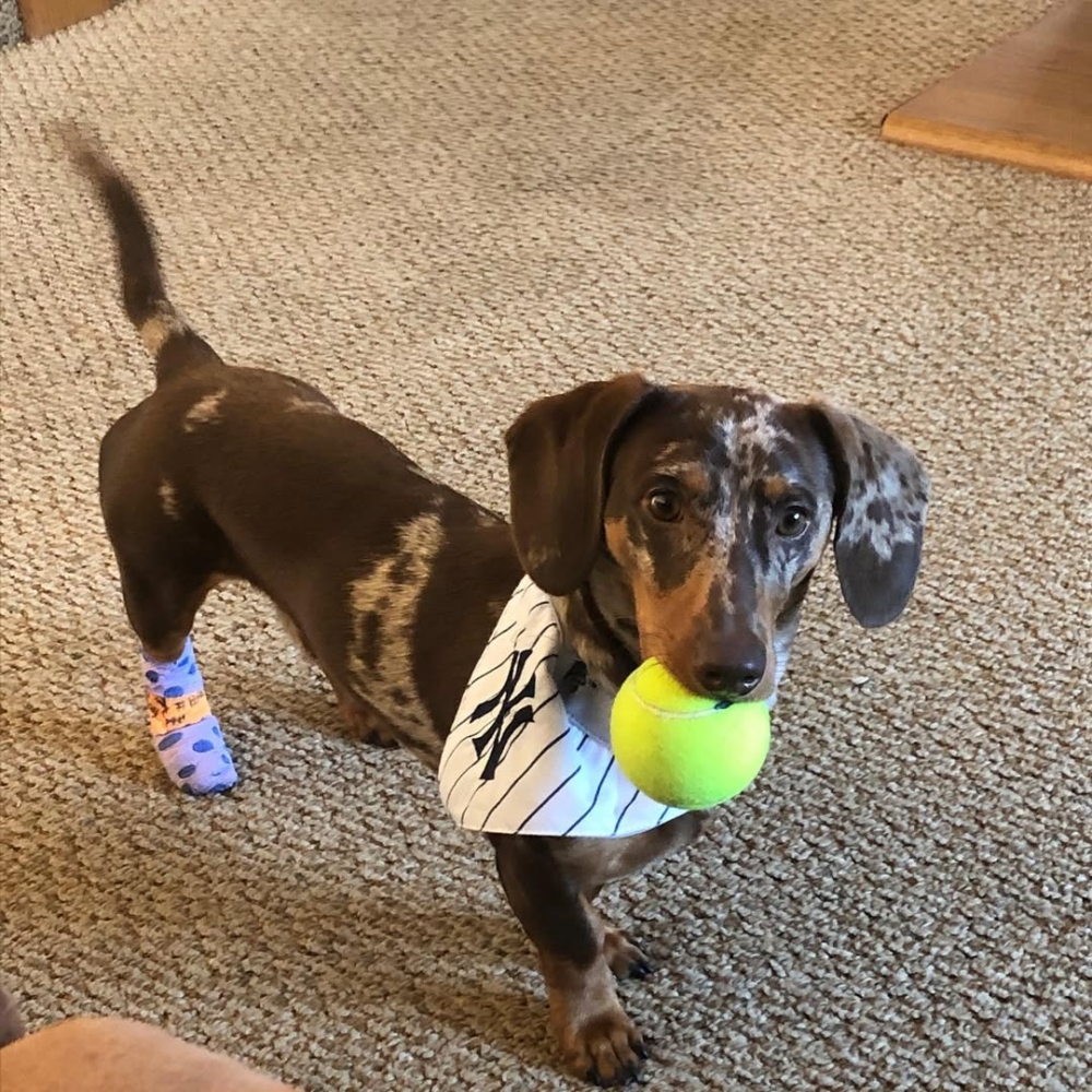 一隻名叫 Duke 的臘腸狗由主人 Trevor DeBlase 的母親牽繩散步時，遭一輛闖紅燈的車輛撞死。