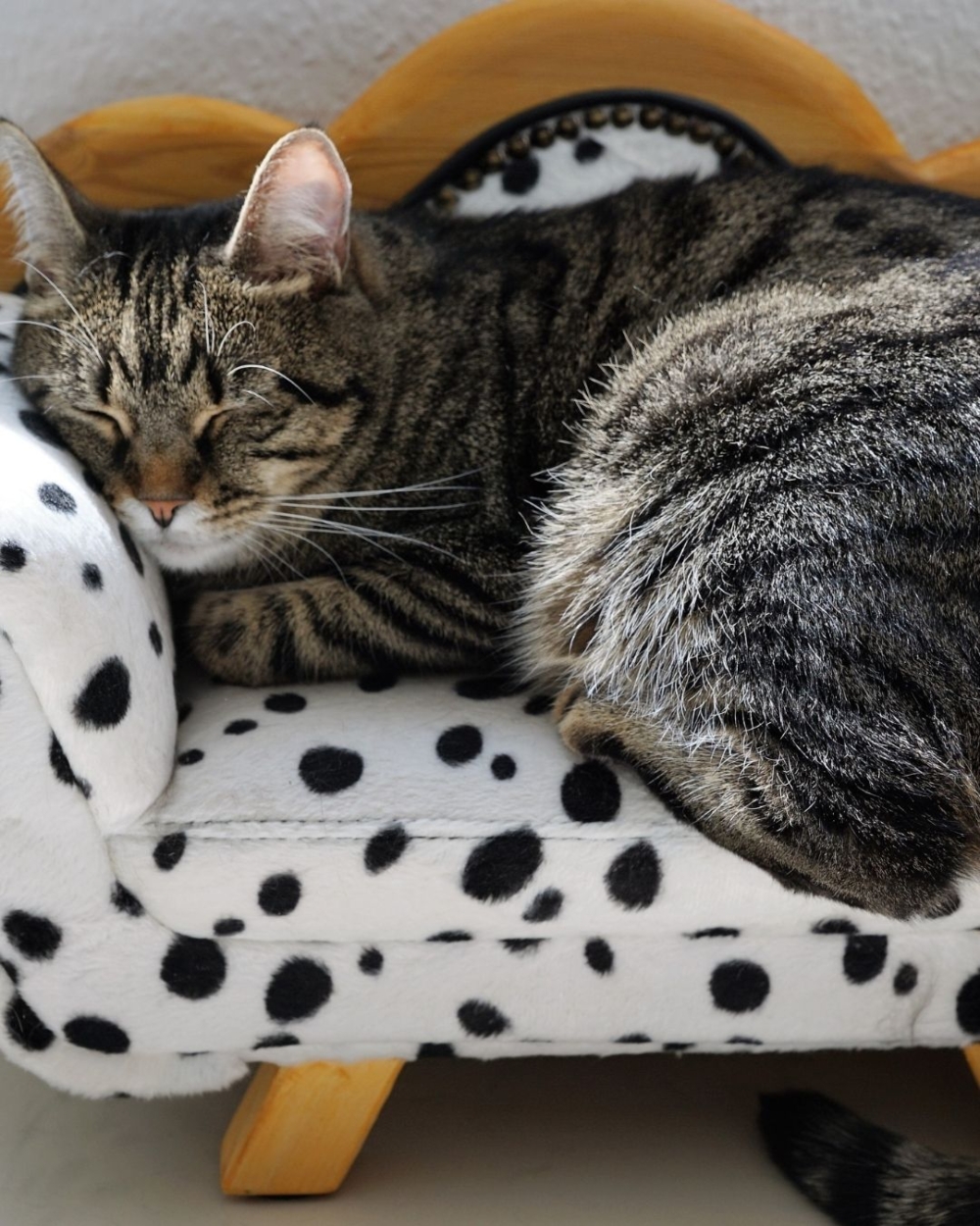 月均在貓咪身上花費3500至5000港元的貓主比例由去年的10%上升至13%！