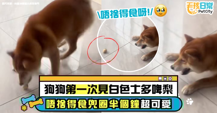 狗狗第一次見白草莓！不捨得吃狂轉圈圈半小時超興奮 網笑翻：日本餐前禮儀！【有片】
