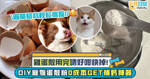 雞蛋殼別急著丟！教你自製寵物蛋殼粉 強健骨骼、維持心血管健康 0成本GET毛孩補鈣神器