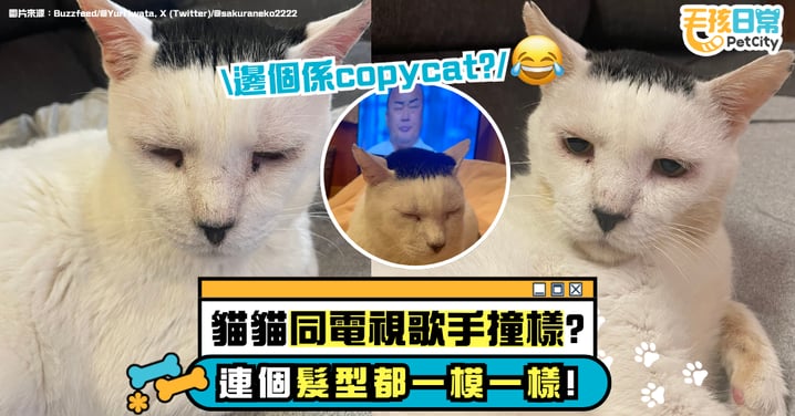跨物種神同步!貓咪撞臉電視歌手 連髮型都一模一樣!網笑翻:表情同步100%!