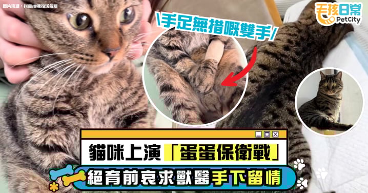 貓咪絕育前上演「蛋蛋保衛戰」！雙爪緊抱不放 表情驚恐像在哀求獸醫手下留情！