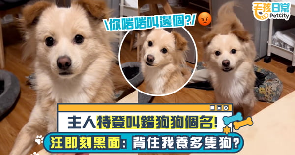狗狗討摸時主人卻喊其他名字 汪星人吃醋後退大吼:你外面有其他狗了?【有片】