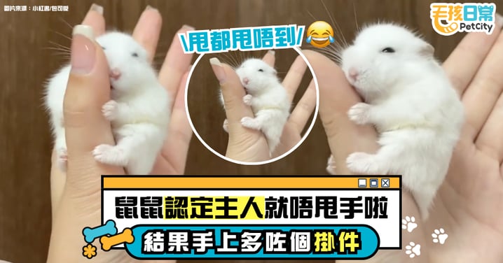 甩不掉了!鼠鼠認定主人抱緊手指不鬆手~手上就此多了一個掛件