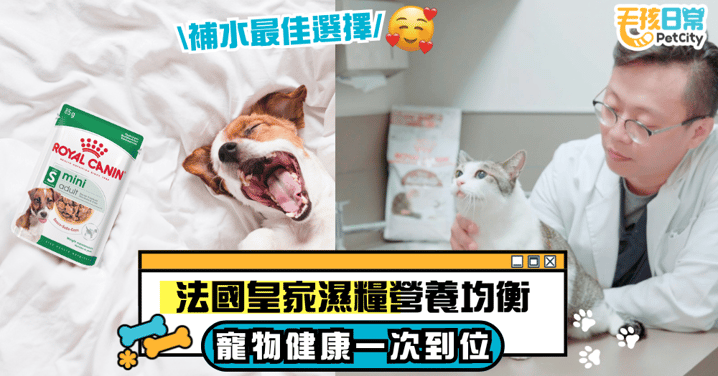 炎夏高溫來襲 濕糧為寵物日常補水最佳選擇 法國皇家主食濕糧營養均衡 寵物補水、健康一次到位