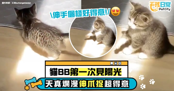 貓生第一次看太陽！喵天真伸爪卻「抓不到陽光」超萌模樣瞬間讓網友心融化！
