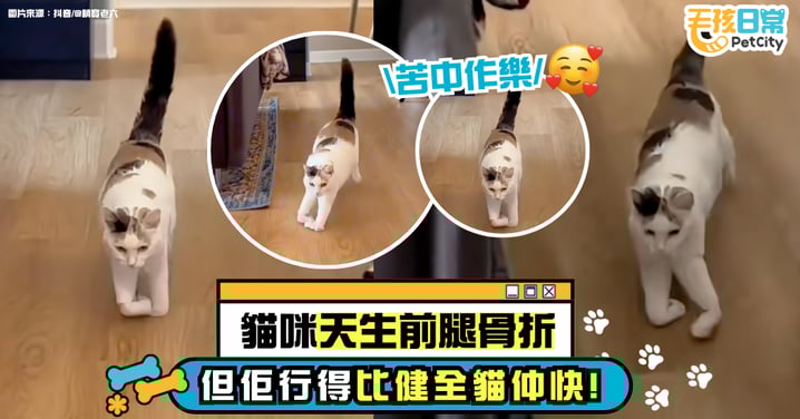 貓咪前腿骨折逆襲！滑行速度還快過健全貓 網友：笑點與道德在打架？【有片】