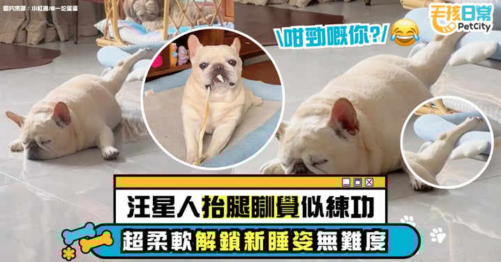 狗界奇景!網友捕捉汪星人高抬腿睡姿 網友笑稱在練芭蕾!
