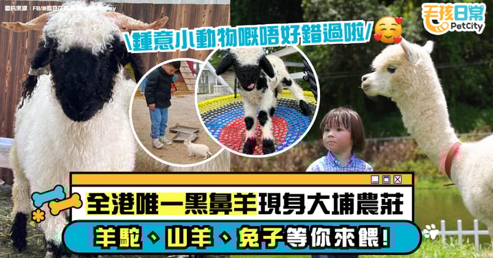 【動物體驗好去處】大埔蝶豆花園|與羊駝、黑鼻羊、兔子零距離接觸的親子農莊!