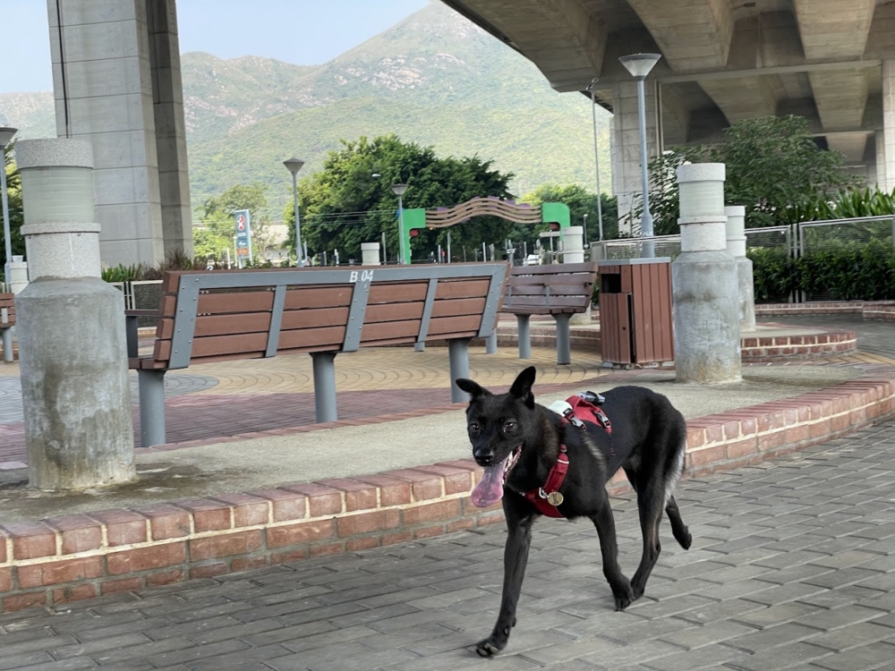 座落在高架橋底，即使天氣不好也能安心放狗。