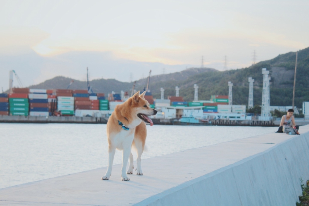 擁有椰林海岸與開闊海景，堪稱「香港邁阿密」。