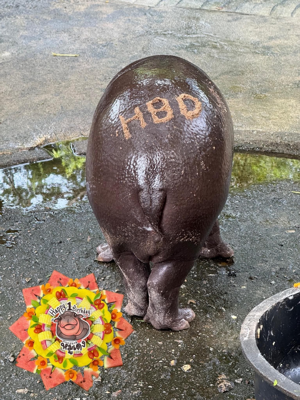 欣賞一下Moo Deng的屁屁。