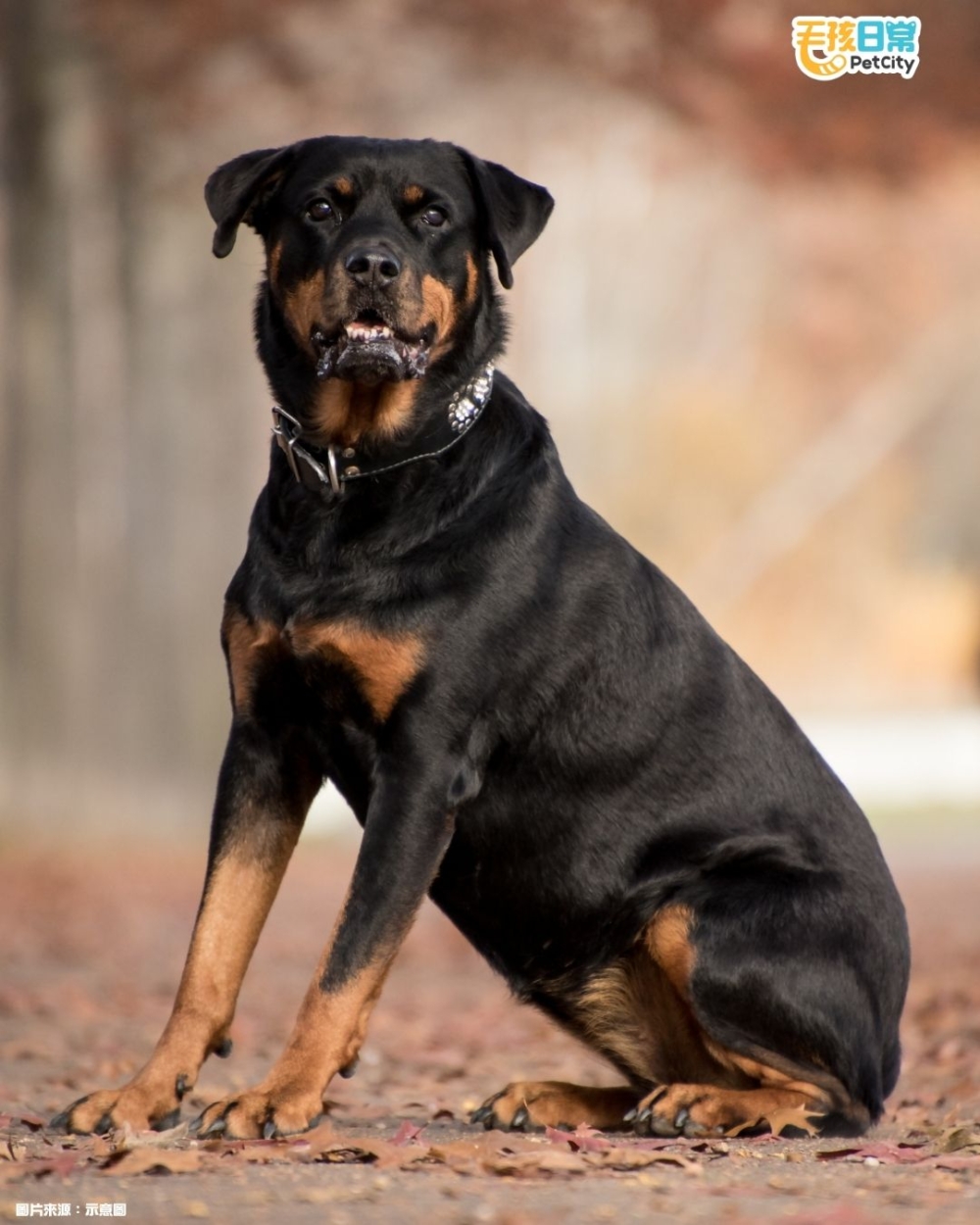 「放最多屁」的狗狗，則由 羅威那犬坐上王位！