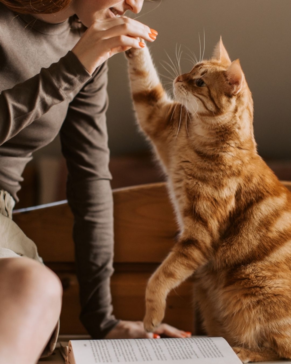 香港的寵物經濟未來有望繼續蓬勃發展，成為經濟的重要部分。